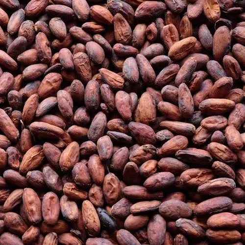 Cocoa seeds