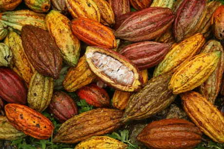 Cocoa seeds