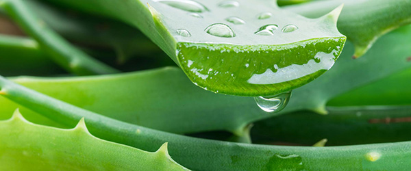 aloe